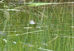 Lithobates catesbeianus