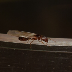 Pheidole californica