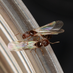 Pheidole californica