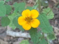 Sclerocarpus divaricatus