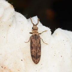 Prolixocupes lobiceps