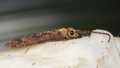Prolixocupes lobiceps