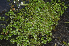 Epilobium nerteroides