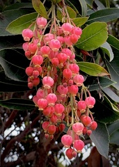 Arbutus × andrachnoides