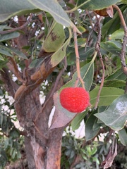 Arbutus × andrachnoides