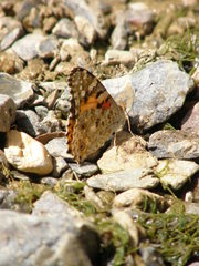 Vanessa cardui
