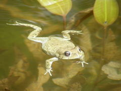 Sclerophrys arabica