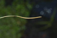 Epilobium nerteroides