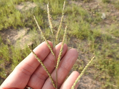 Eriochloa pseudoacrotricha