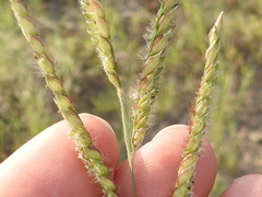 Eriochloa pseudoacrotricha