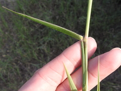 Eriochloa pseudoacrotricha