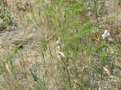 Bombus californicus
