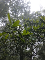Magnolia dealbata