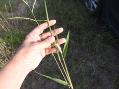 Eriochloa pseudoacrotricha