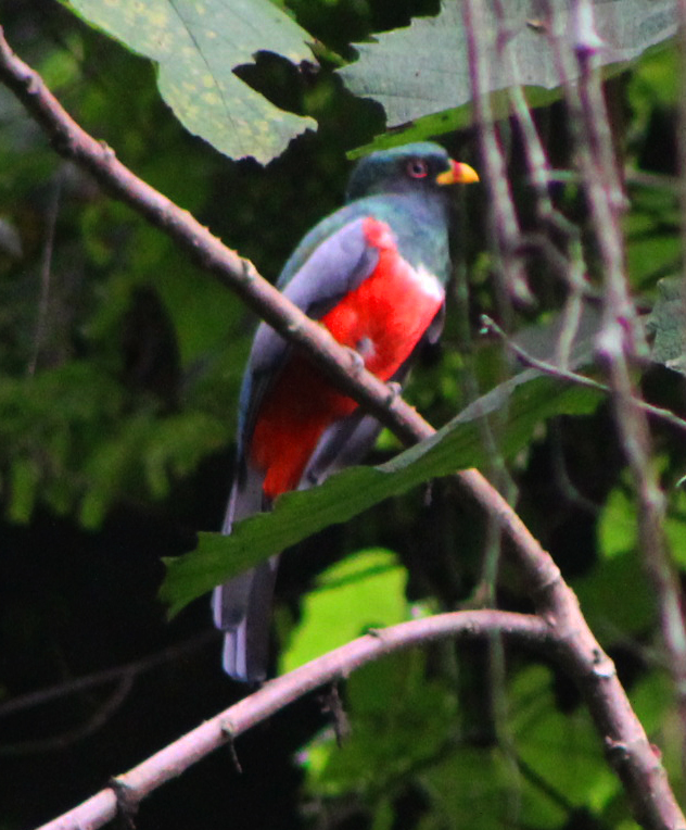 Trogonidae image