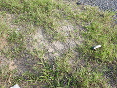 Eriochloa pseudoacrotricha