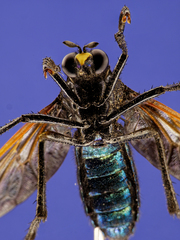 Pronomopsis chalybea