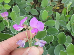 Tephrosia lindheimeri