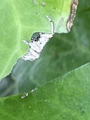 Dermatoxenus caesicollis