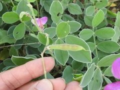 Tephrosia lindheimeri