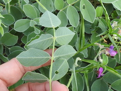 Tephrosia lindheimeri