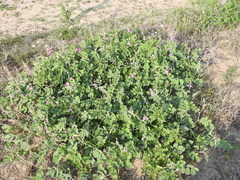Tephrosia lindheimeri