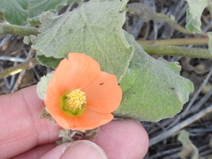 Sphaeralcea lindheimeri