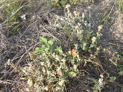 Sphaeralcea lindheimeri