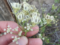 Eurytaenia texana