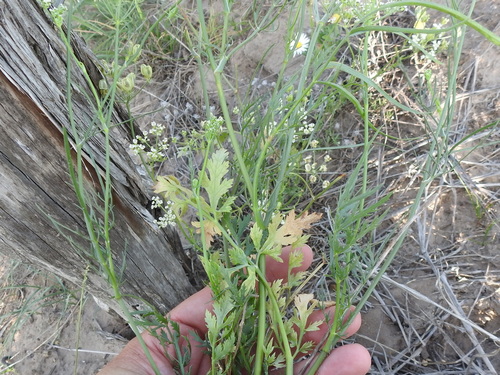 Image of Eurytaenia texana by (c) Sam Kieschnick, some rights reserved (CC BY)