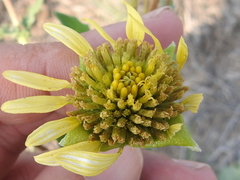 Tetragonotheca repanda