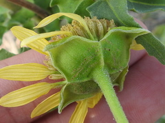 Tetragonotheca repanda