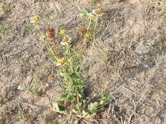 Tetragonotheca repanda