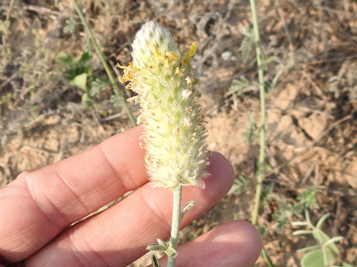 Image of Dalea ceciliana by (c) Sam Kieschnick, some rights reserved (CC BY)