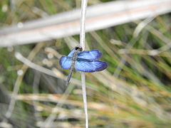 Zenithoptera lanei