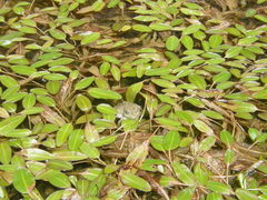 Sclerophrys arabica