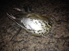 Hylocichla mustelina