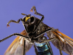 Pronomopsis chalybea