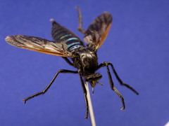 Pronomopsis chalybea