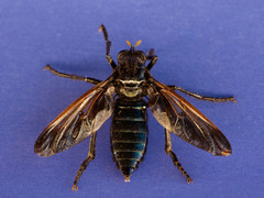 Pronomopsis chalybea