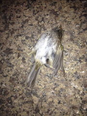 Zonotrichia albicollis