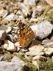 Vanessa cardui