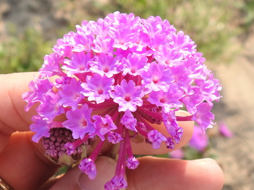 Image of Abronia ameliae by (c) Sam Kieschnick, some rights reserved (CC BY)