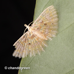 Alucita flavofascia