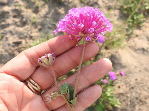 Image of Abronia ameliae by (c) Sam Kieschnick, some rights reserved (CC BY)