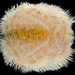 Heart Urchins - Photo (c) smithsonian_marinegeo, some rights reserved (CC BY-NC-SA), uploaded by smithsonian_marinegeo