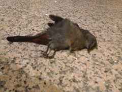 Dumetella carolinensis