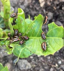 Calligrapha californica coreopsivora