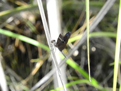 Zenithoptera lanei