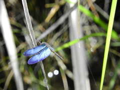 Zenithoptera lanei